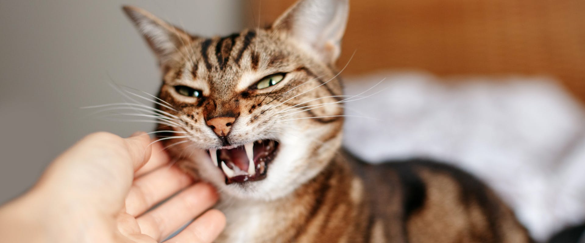 Cat hissing showing teeth while being stroked