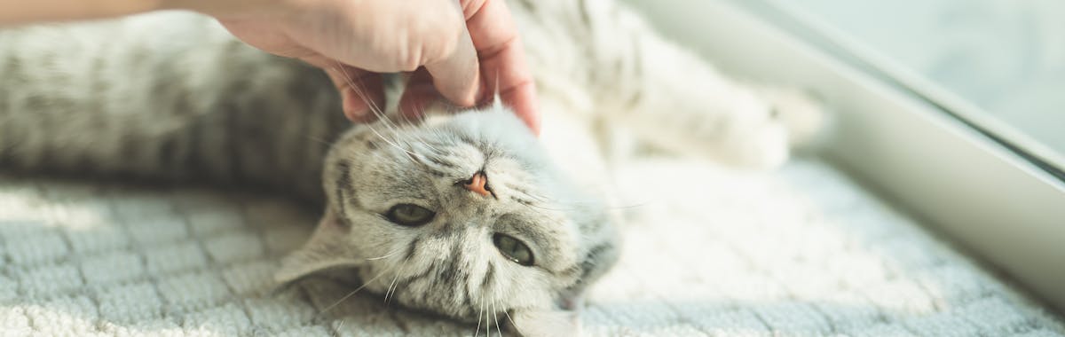 A cat being petted by a person