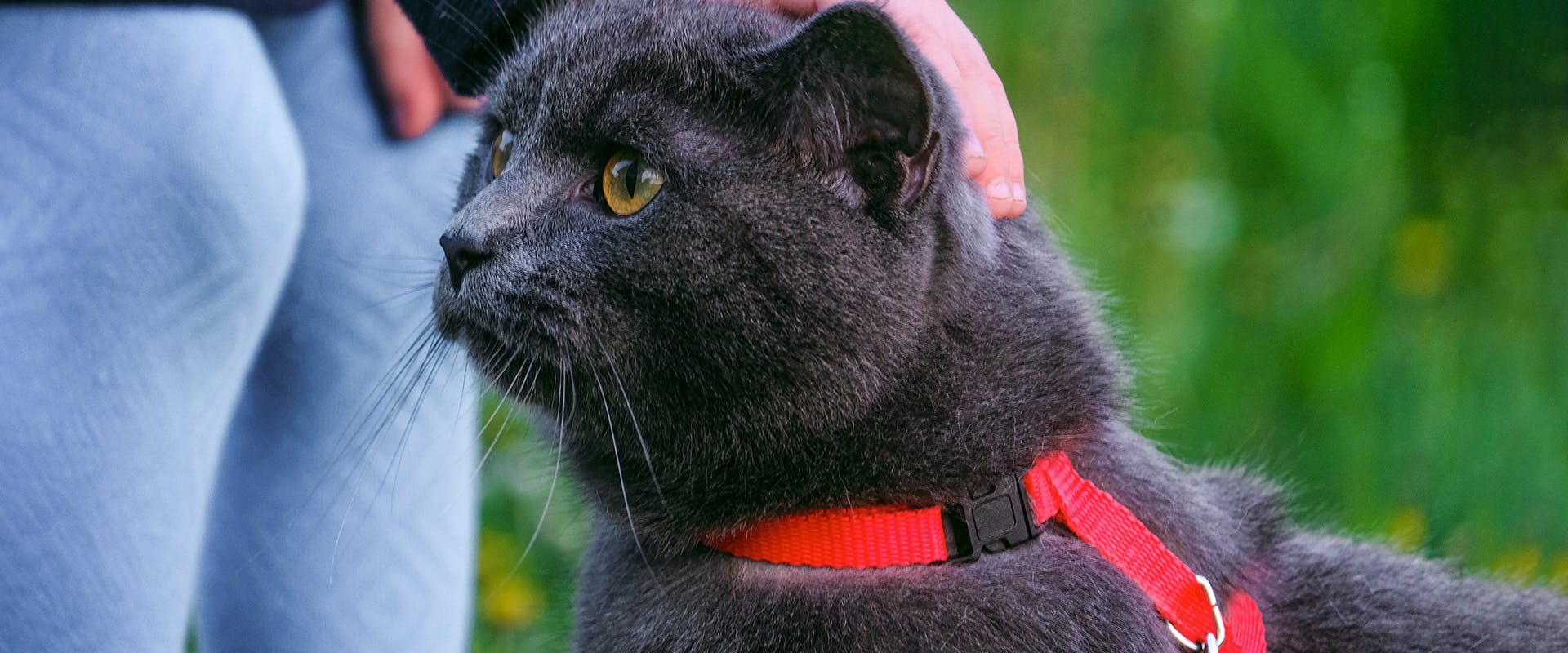 A fluffy grey cat wearing a bright red cat harness, a hand coming down from above to stroke its head