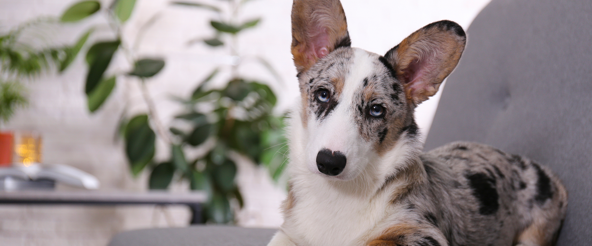 What to do if my dog ate peace lily sales