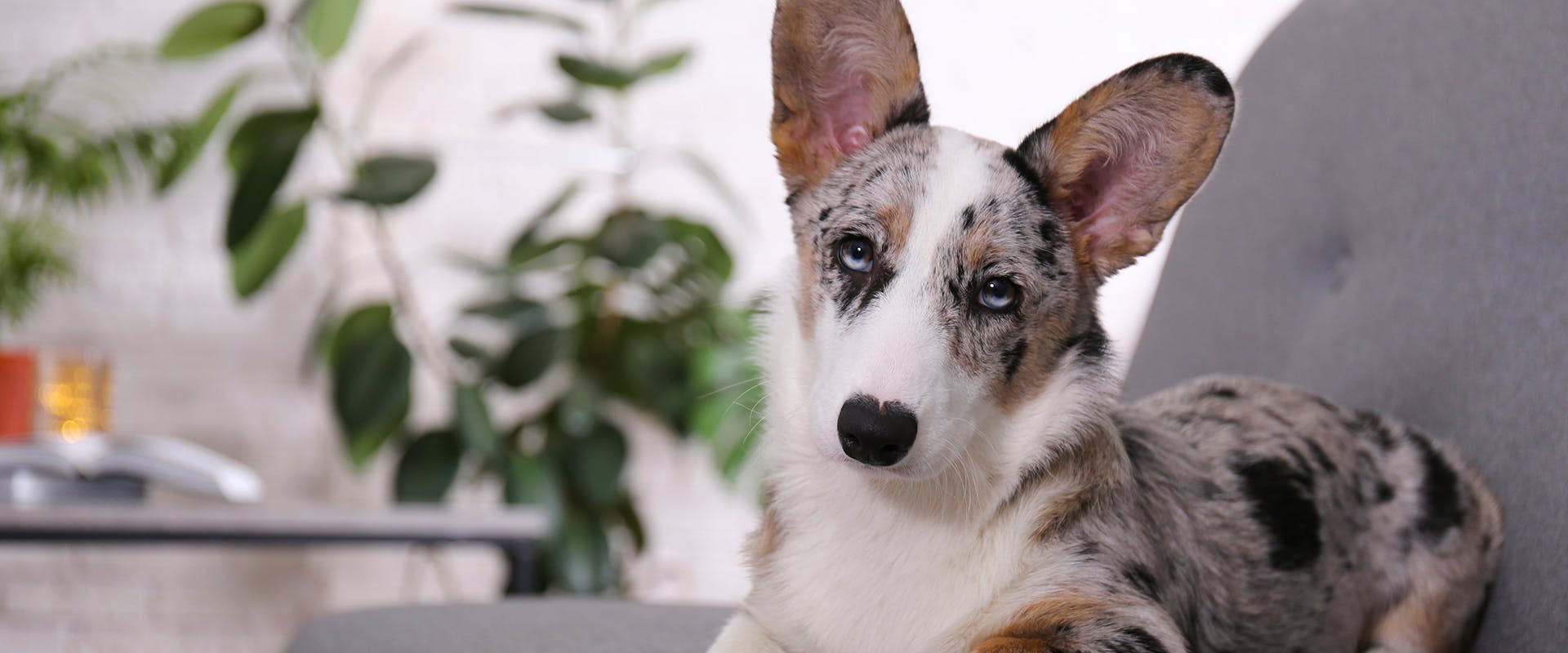 What to do if my dog ate peace lily sales - Main Image