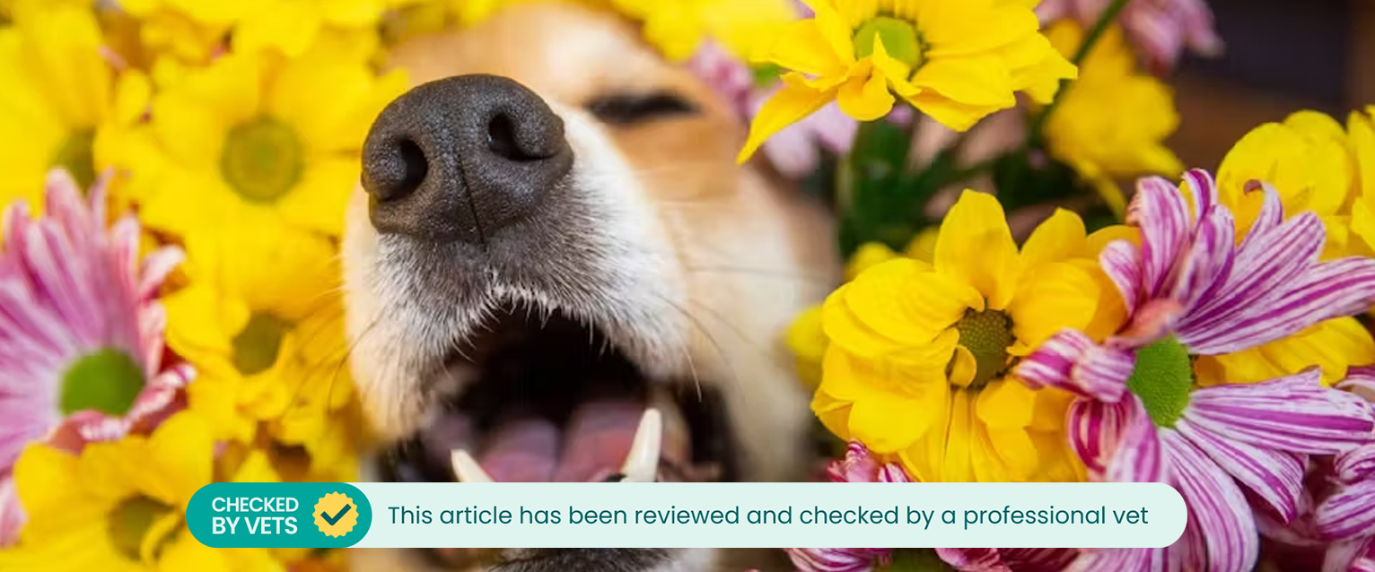 Corgi amongst chrysanthemums (which are poisonous to dogs)