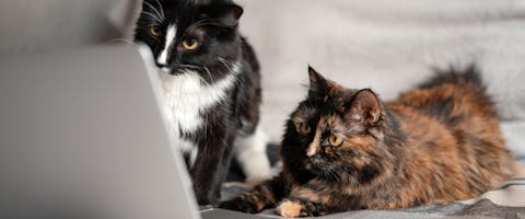 Two cats sitting in front of a laptop