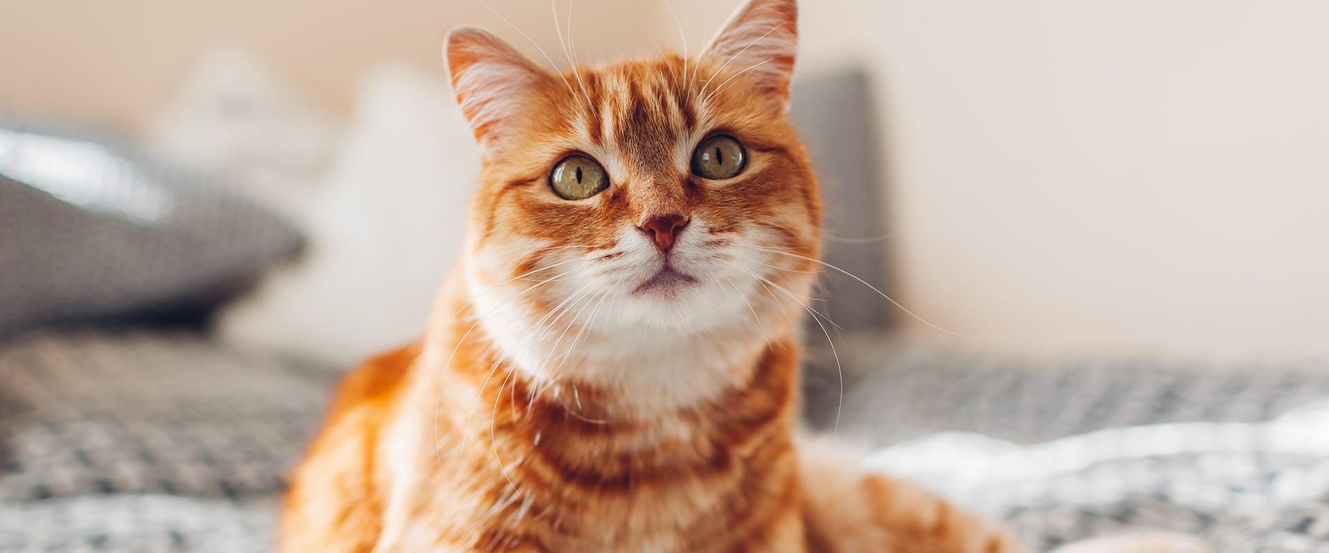 Popular cat names - a cute ginger and white cat