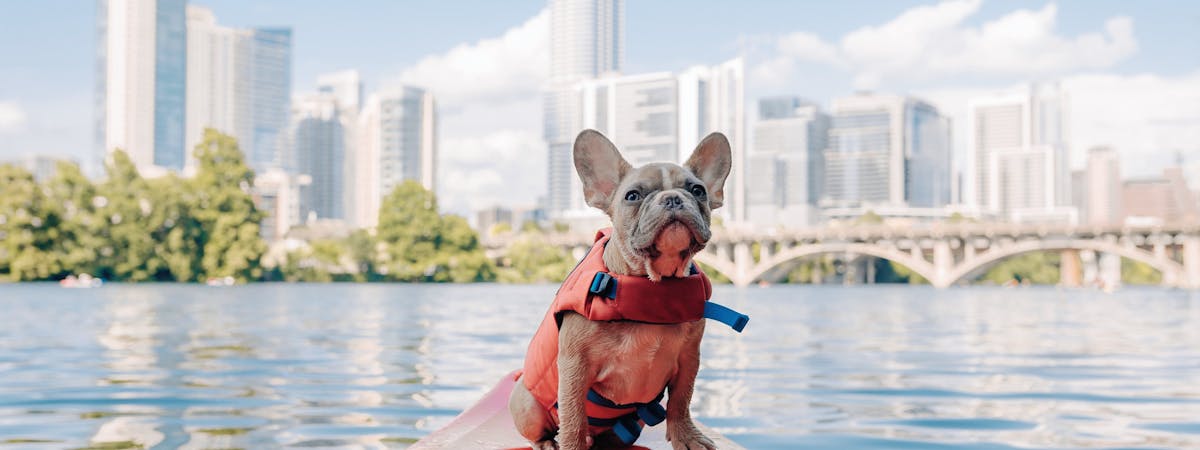 French Bulldog wearing a life jacket on the river
