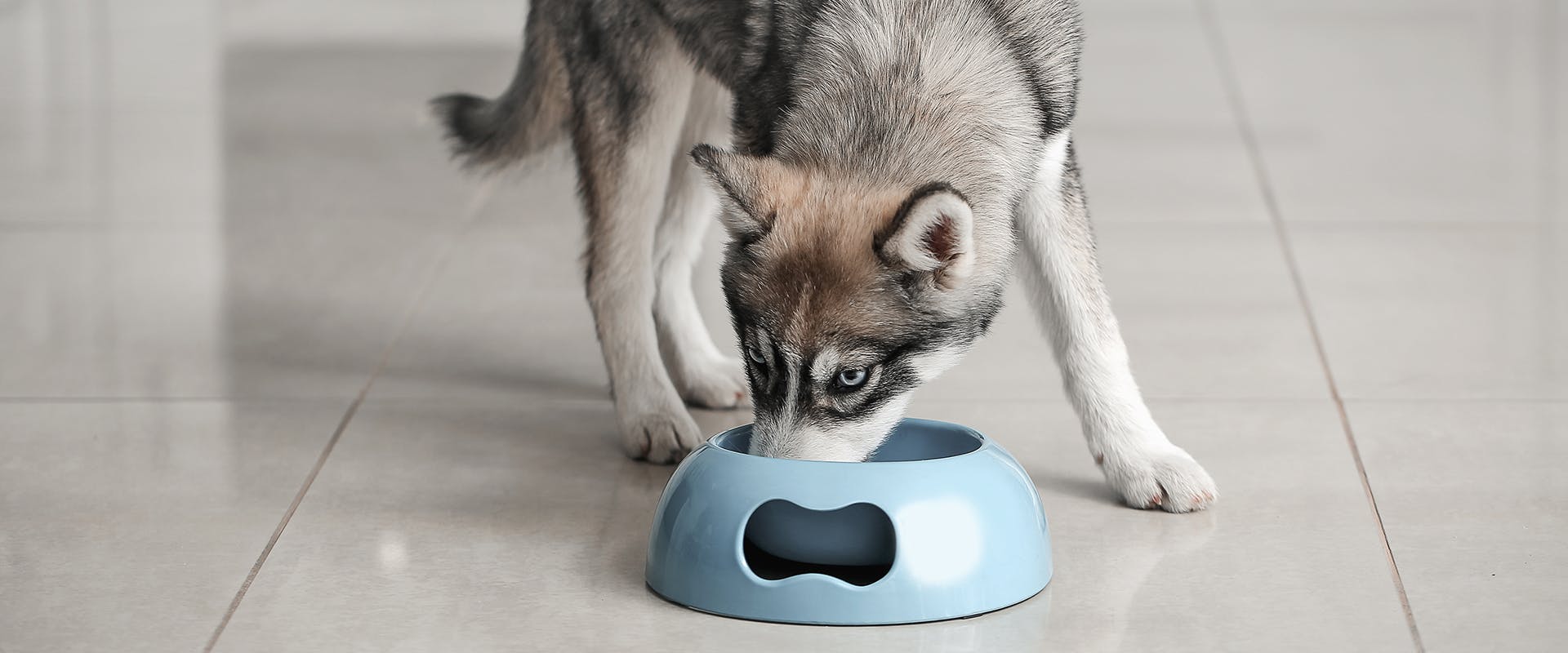 A dog eating from a blue dog bowl
