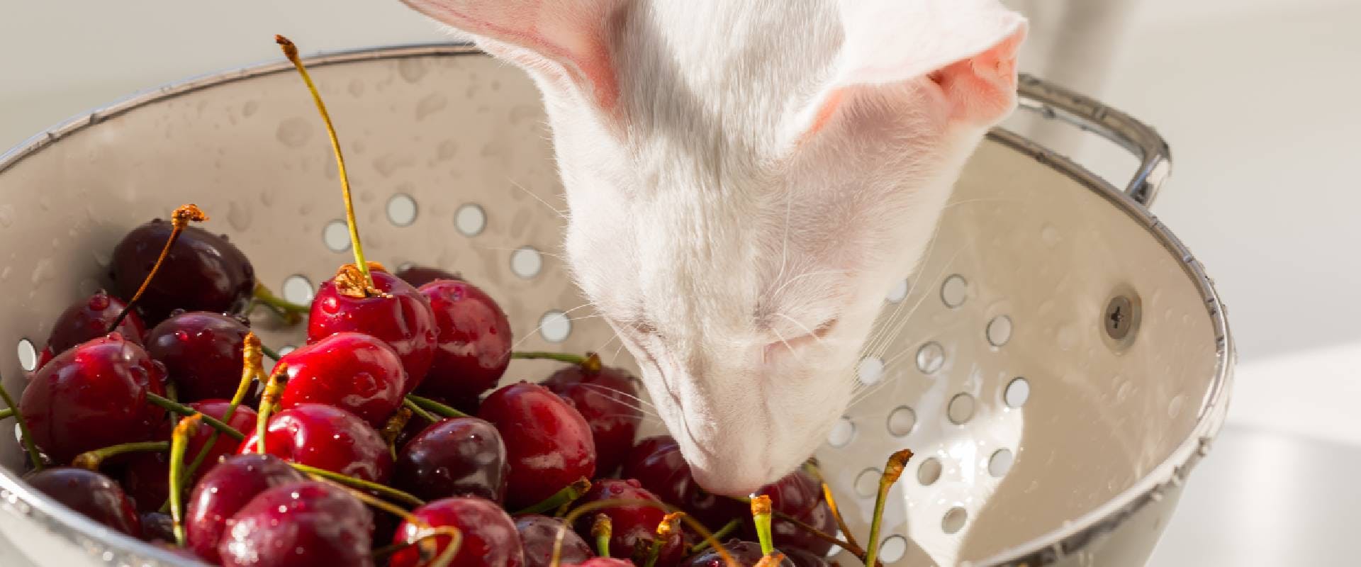 Cat sniffing cherries