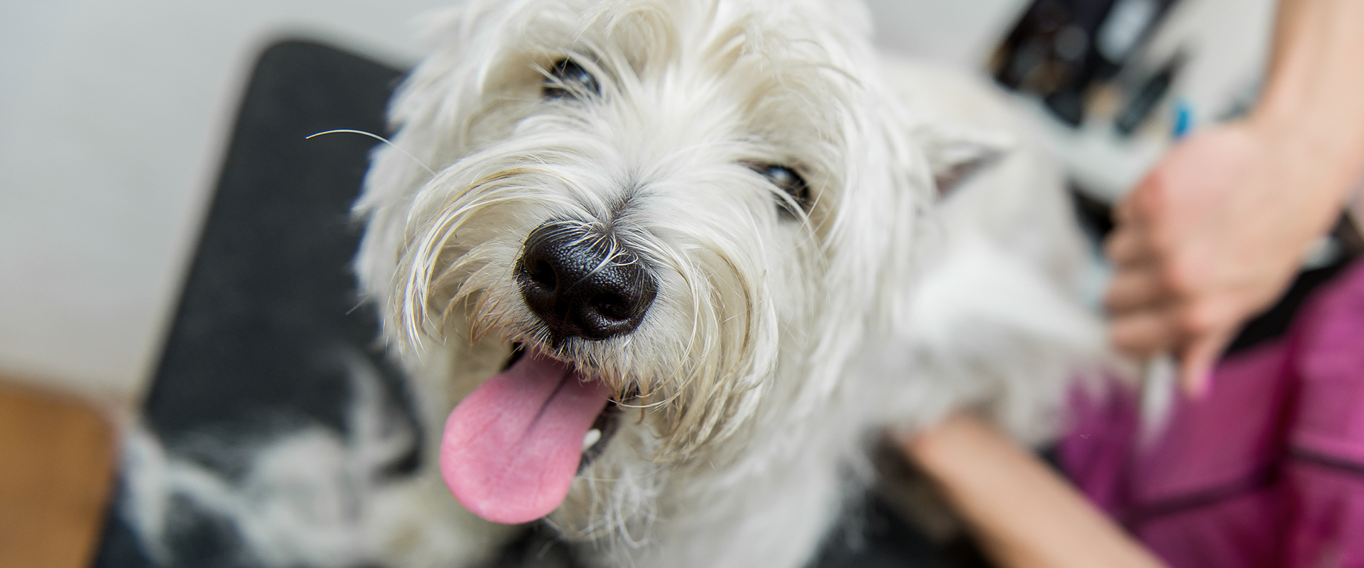 The Best Brushes for Shedding Pets