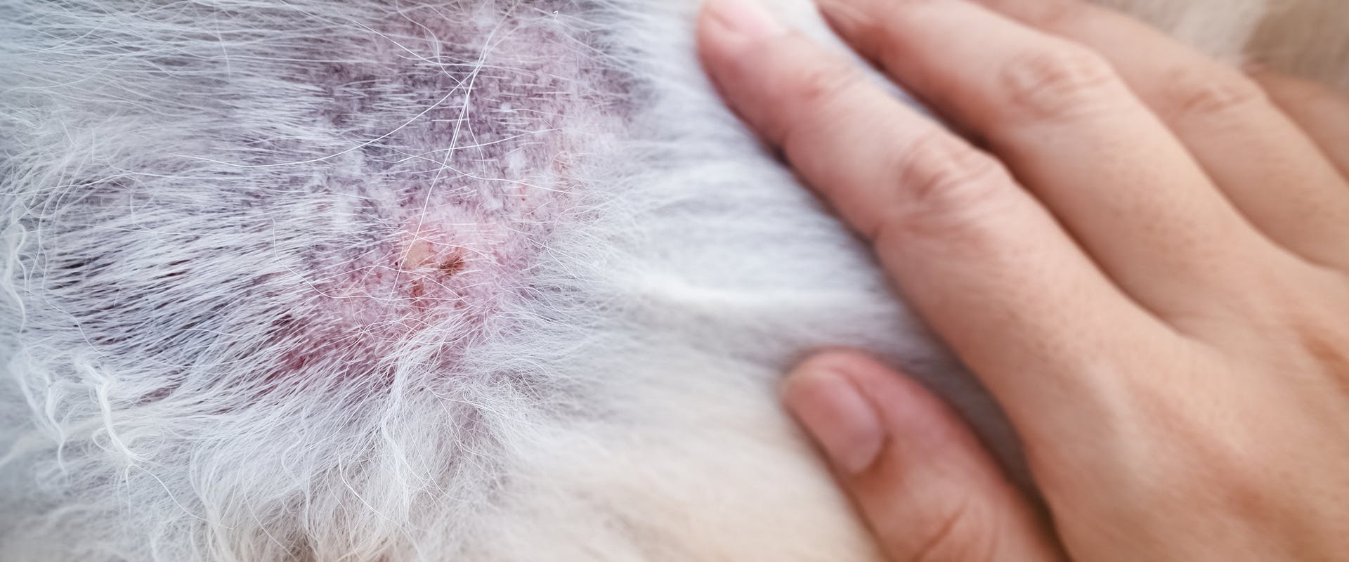 A hand parting a dog's fur, the skin red and inflamed