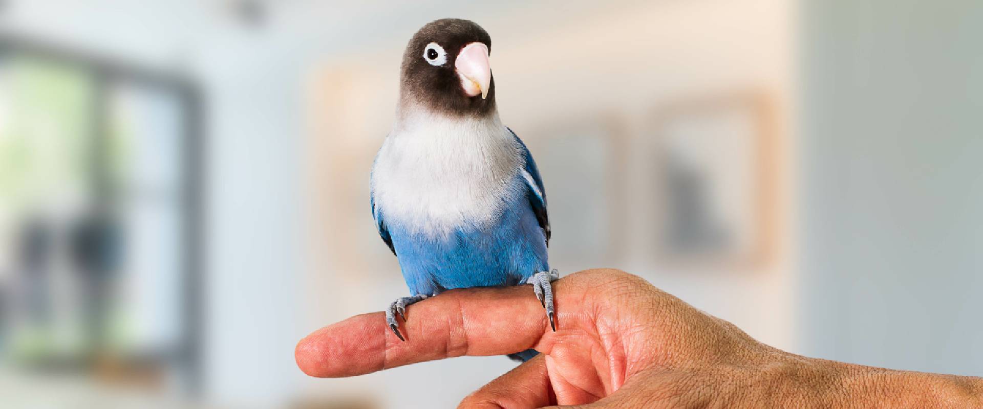 bird care