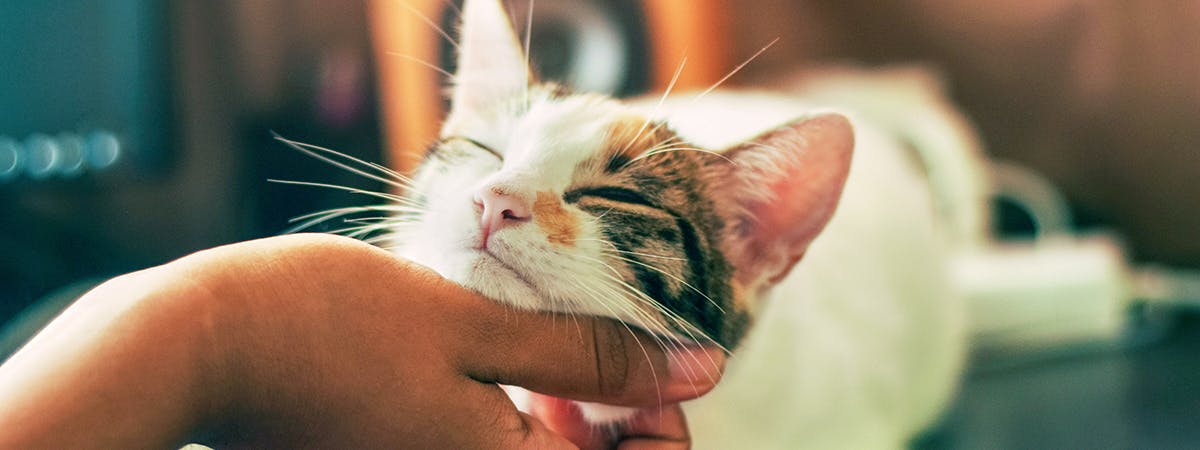 A cat receiving a scratch on its chin