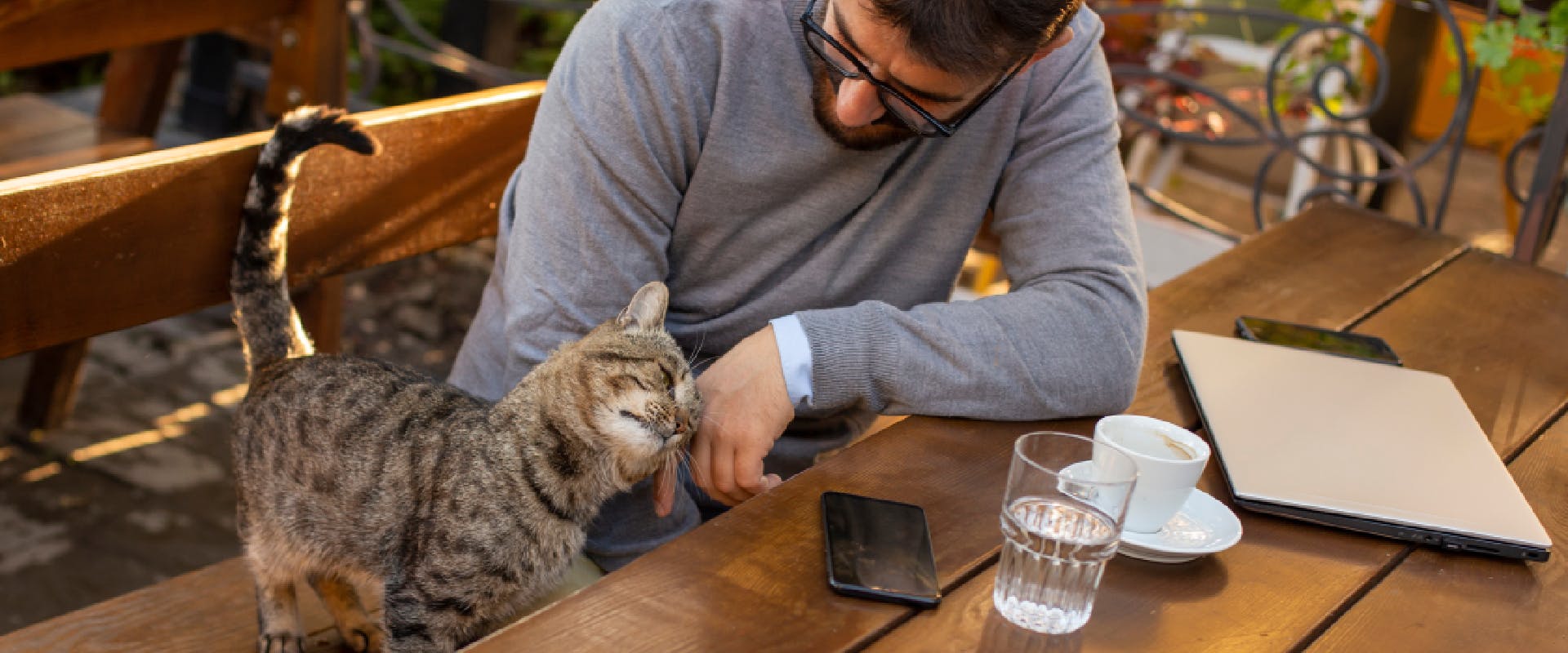 A cat rubs its head against a man's hand in a cafe.