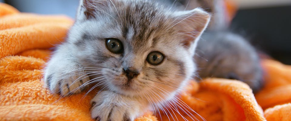 A cute gray kitten sitting on an orange blanket