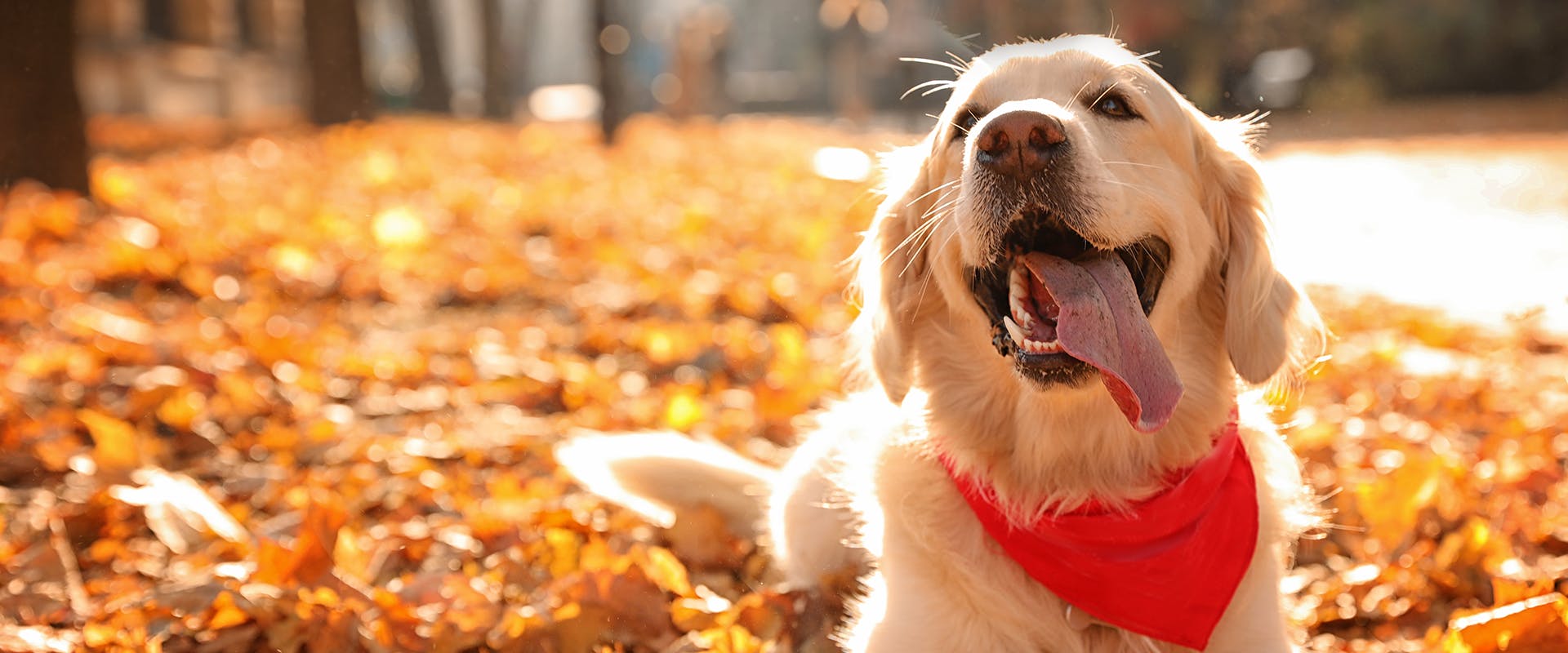 A Golden Retriever dog sitting in a pile of autumn leaves
