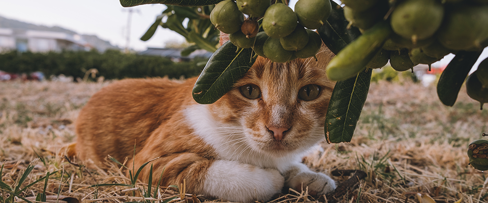 Can Cats Eat Olives?