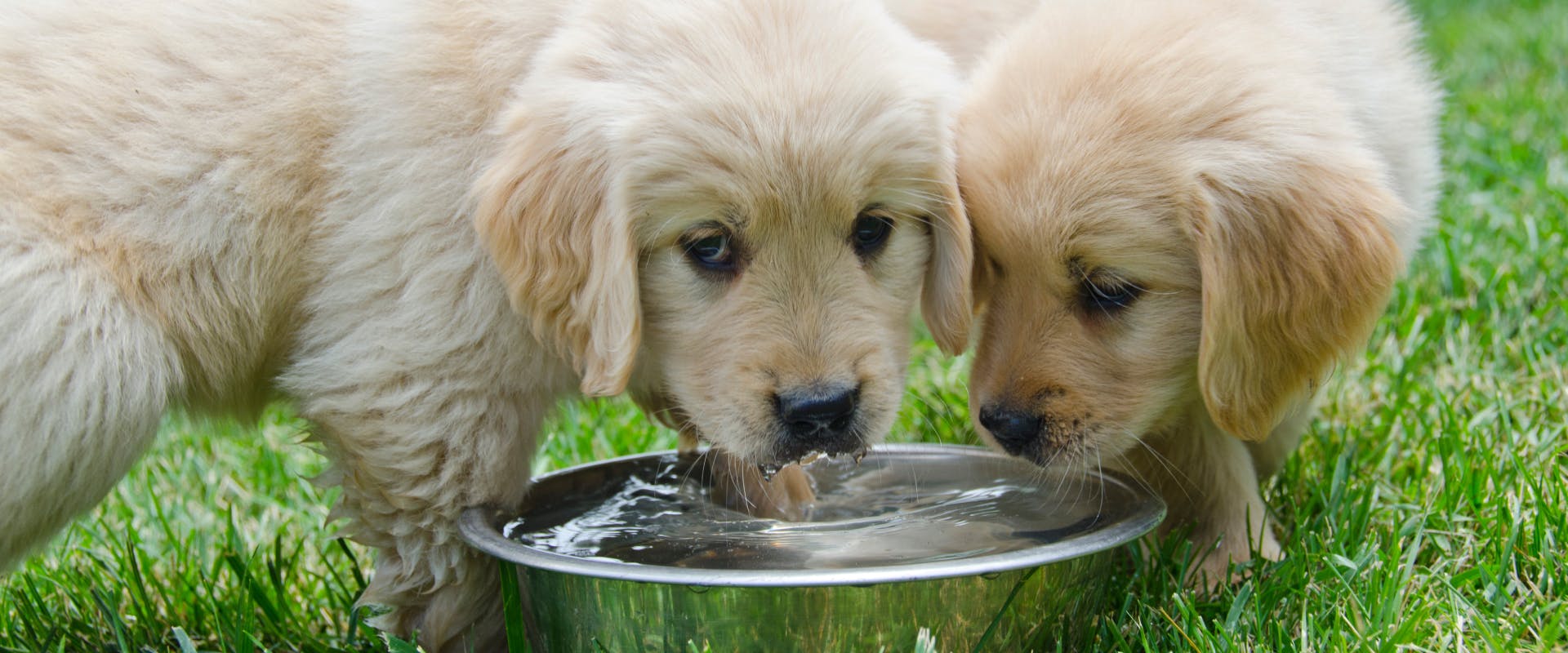 Two puppies drinking water from a bowl.