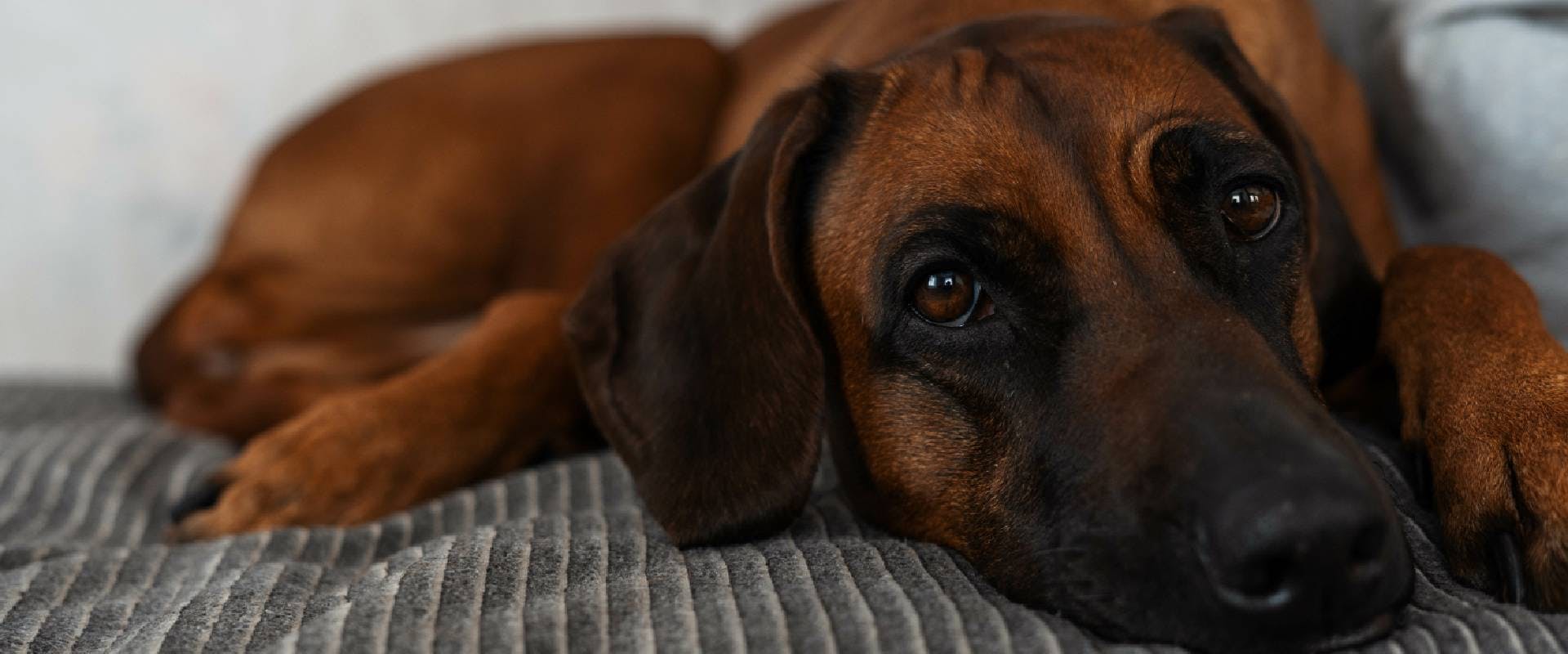 African Ridgeback laying on a bed, close up