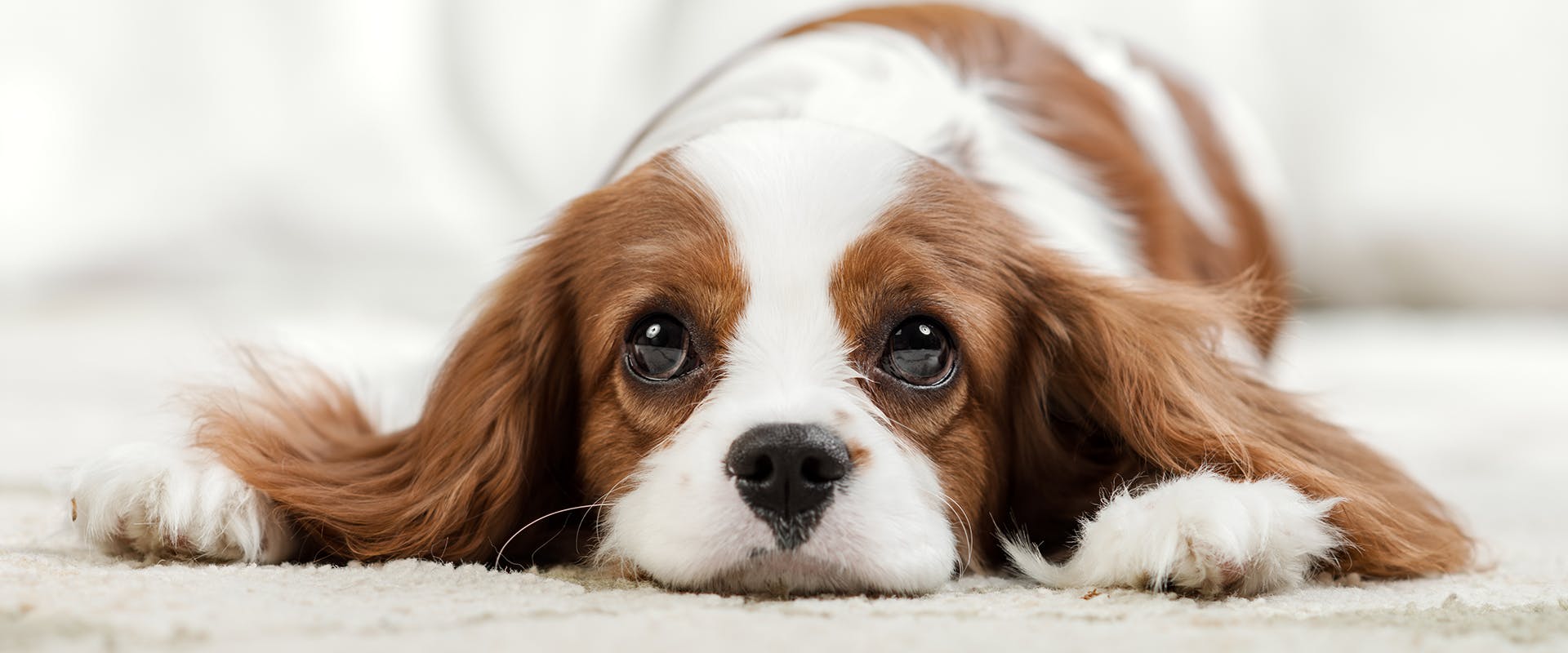 A Cavalier King Charles Spaniel with long floppy ears laying on the floor 