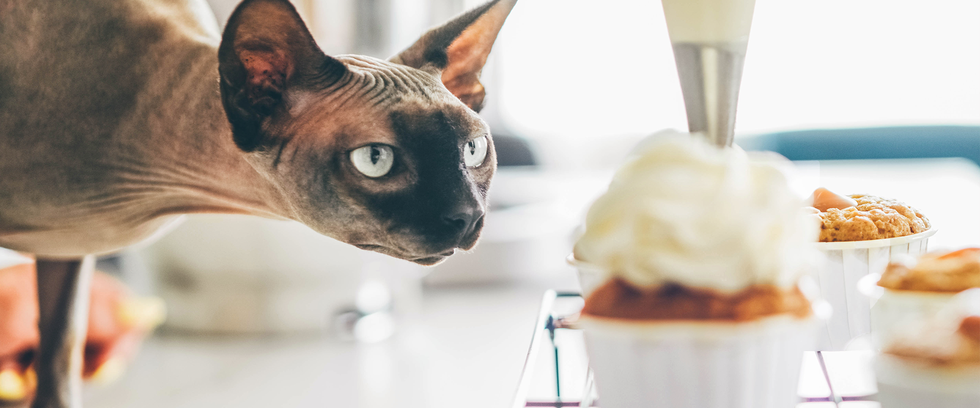 Can Cats Eat Xylitol?