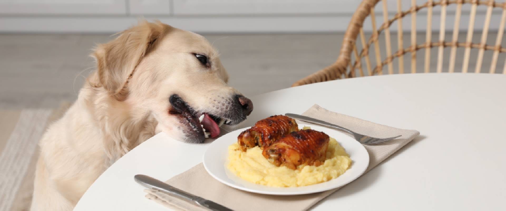 Dog trying to steal food from human plate