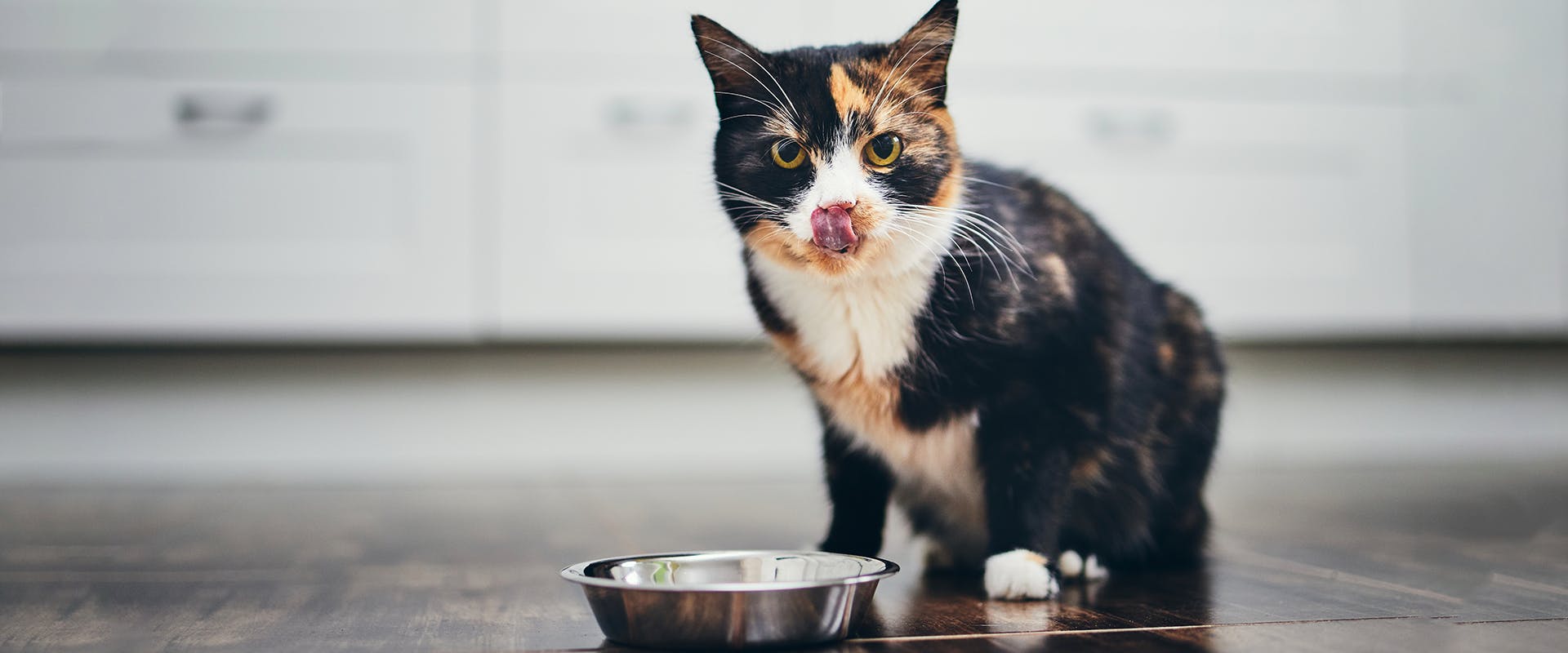 A cat licking its lips in a kitchen, an empty metal cat feeding bowl on the floor