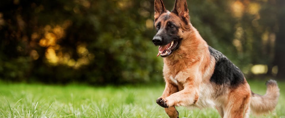 A German Shepherd dog running outdoors