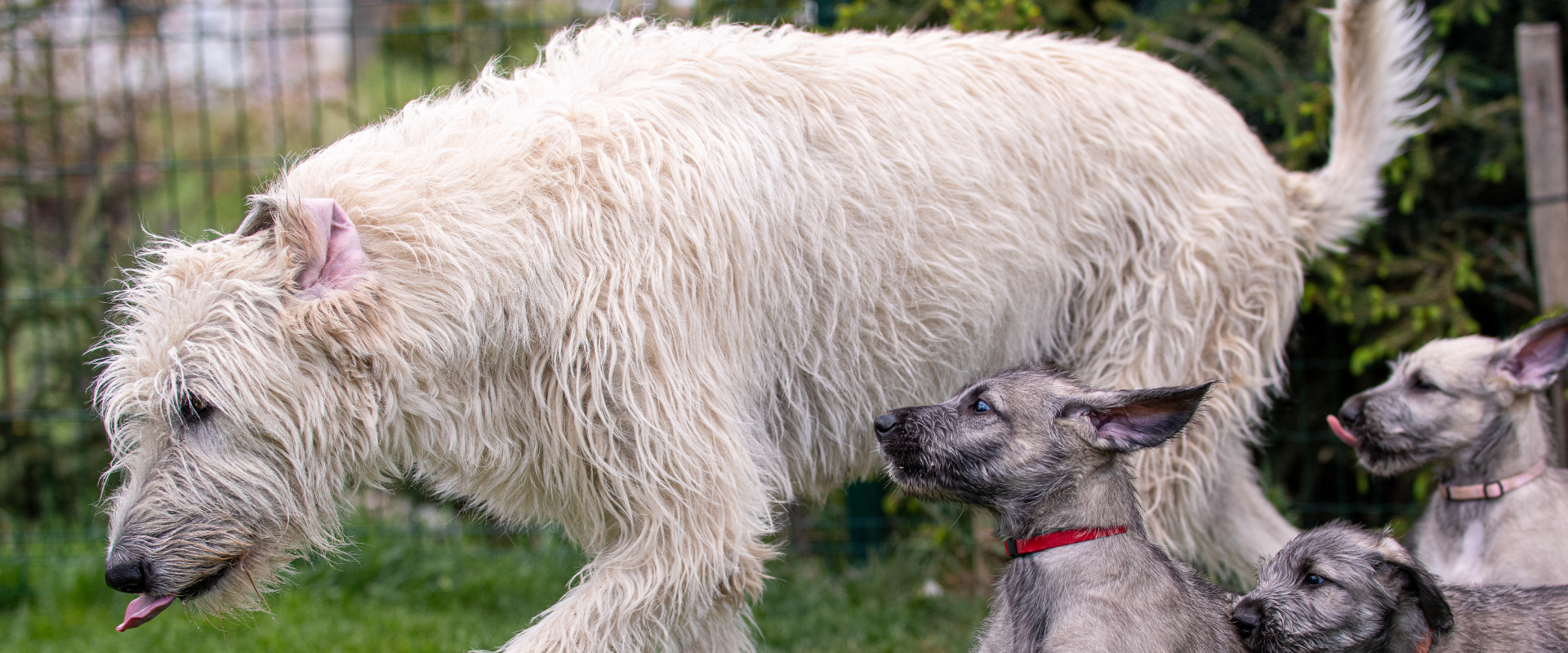 irish hound with three puppies