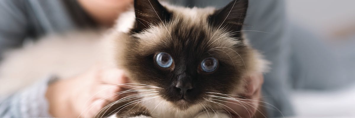 A birman cat looking at the camera