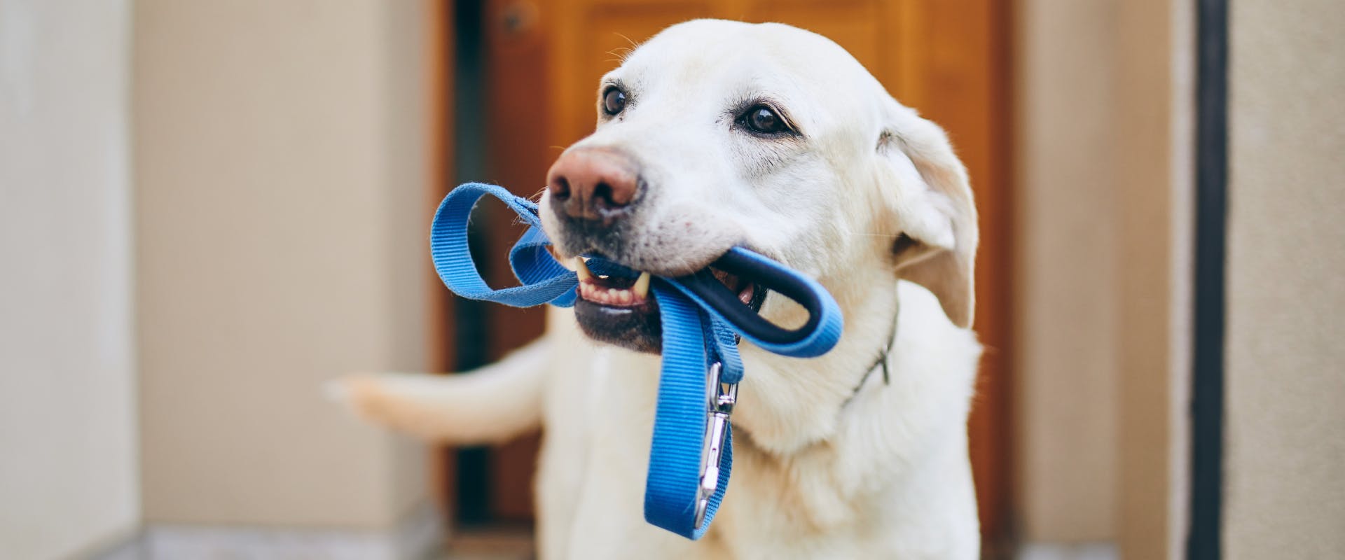 a large white dog stood outside a front door with a blue leash in its mouth