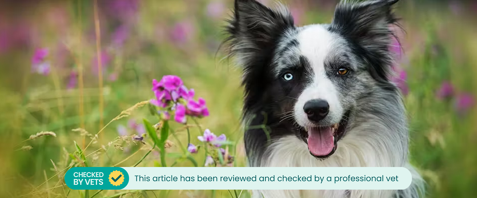 A dog sitting amongst sweet peas
