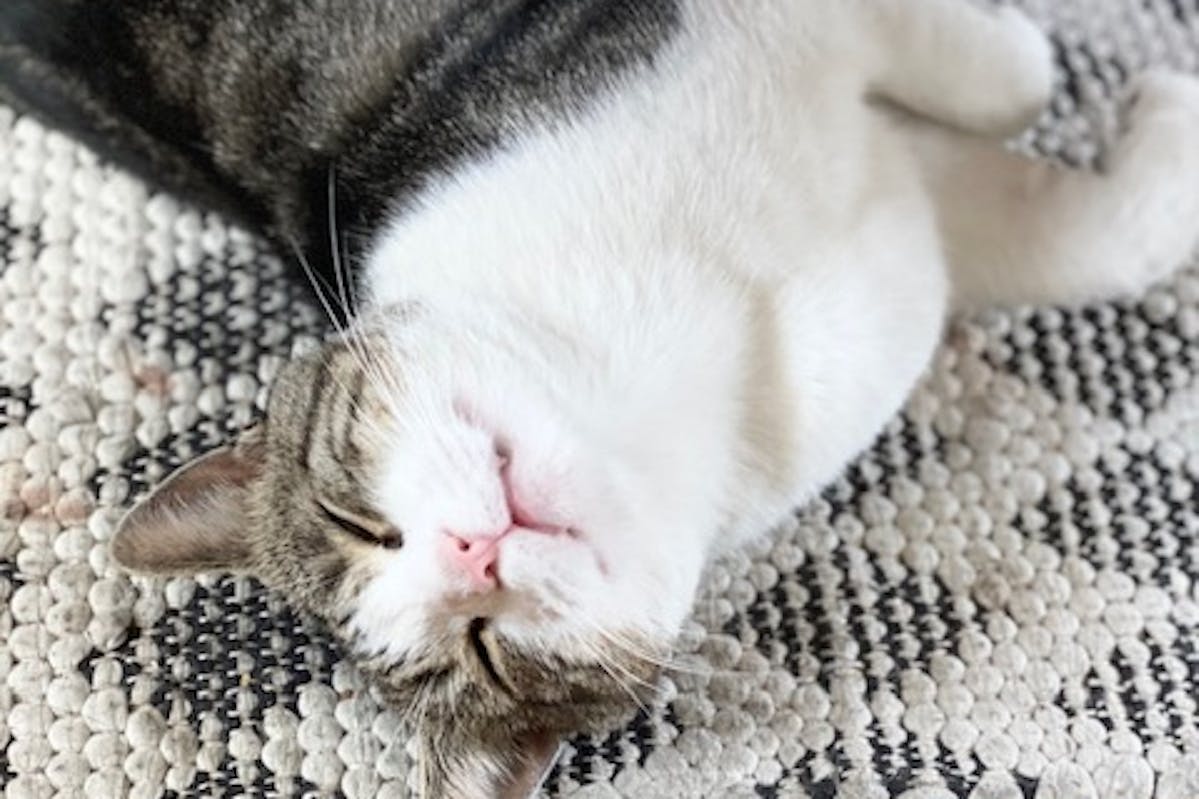 A tabby cat laying on a carpet looking content and happy