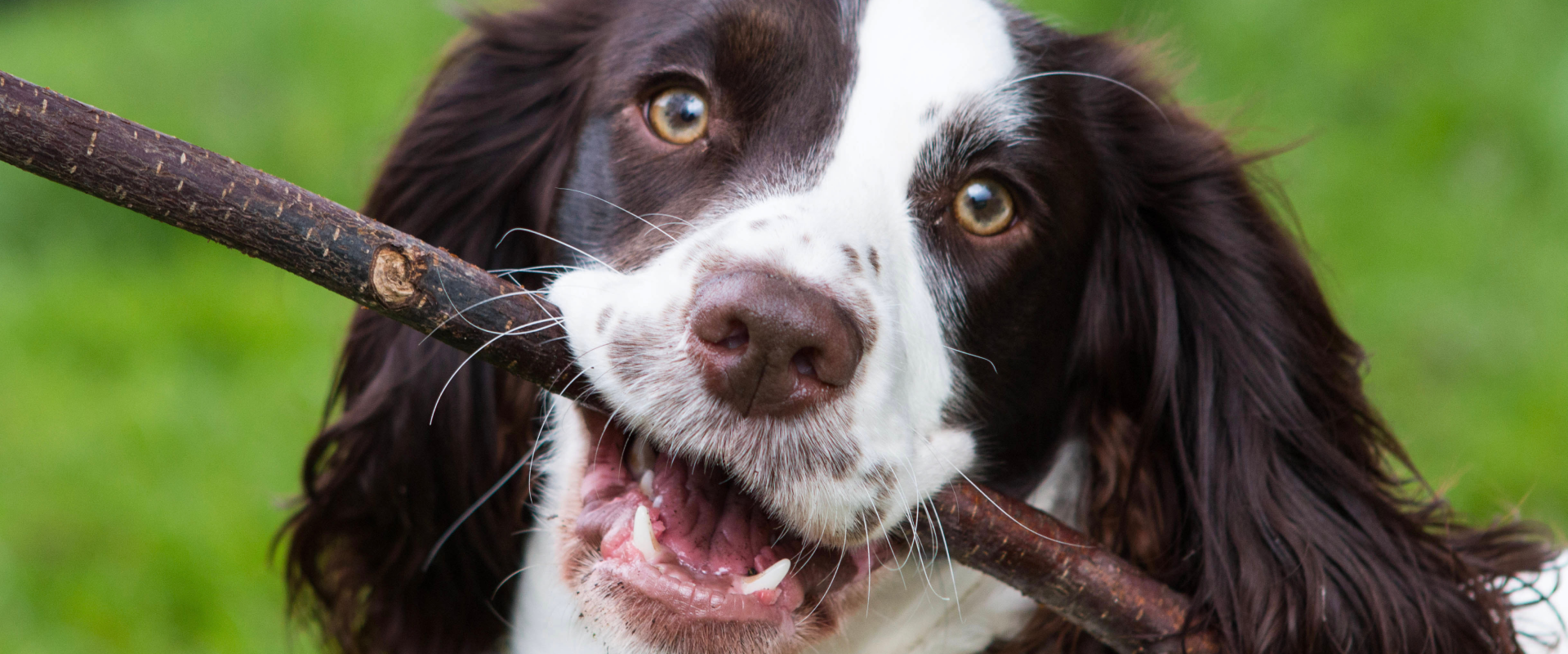 A dog with a stick in its mouth.