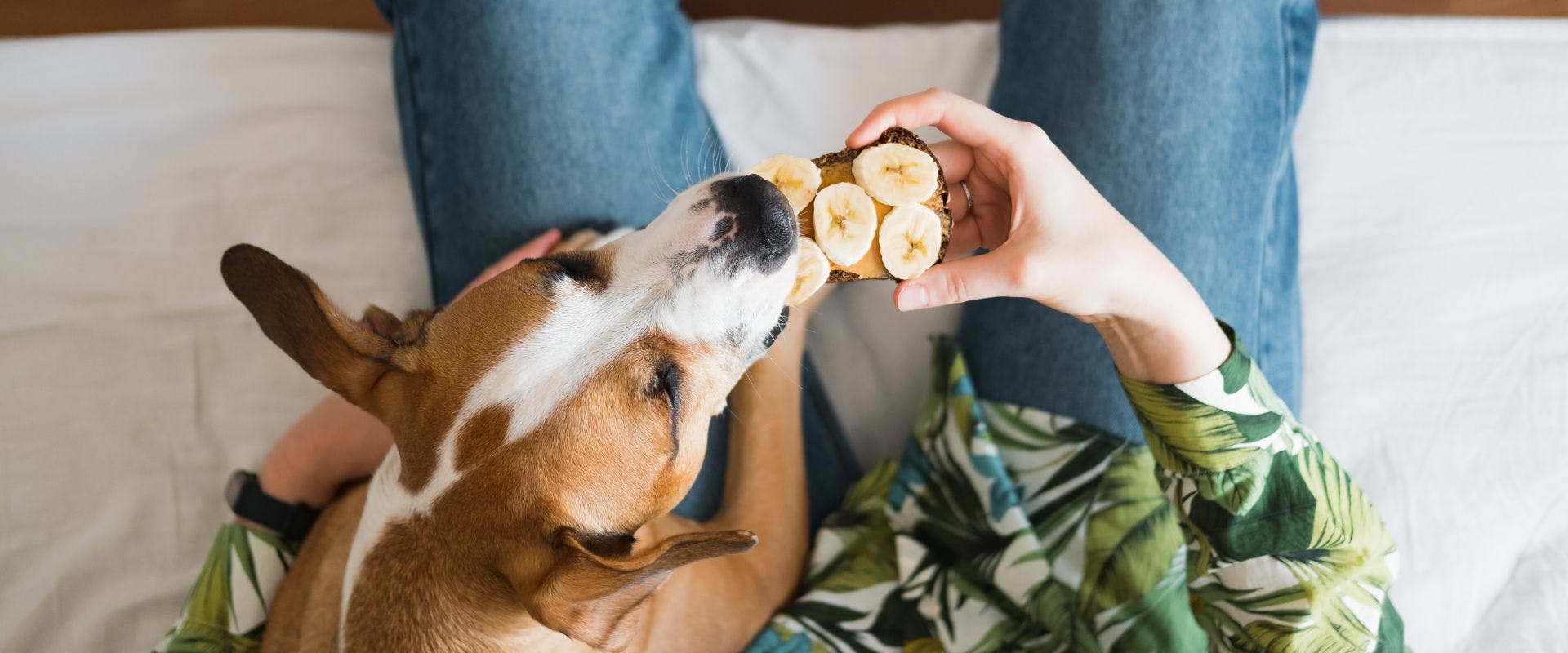Dog eating peanut butter on toast