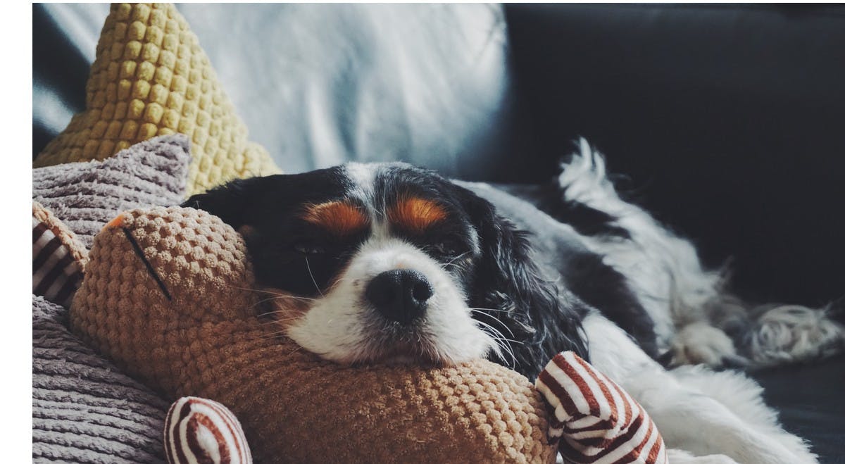 Dog snuggled on the sofa