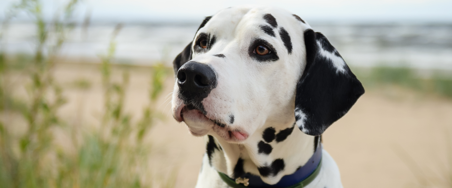 a dalmatian sat between some sand dunes