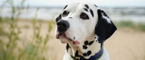a dalmatian sat between some sand dunes