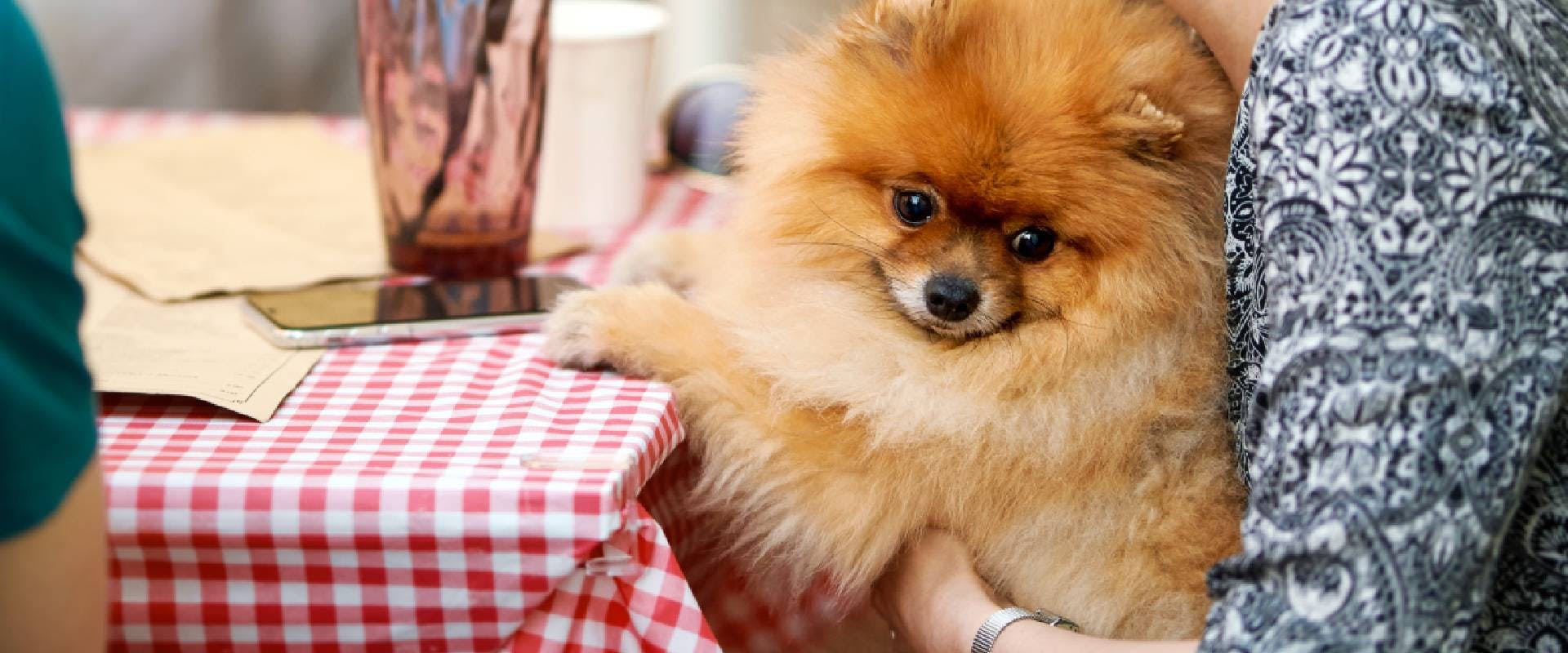 small dog in a dog friendly cafes in Edinburgh