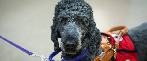 A standard poodle working in harness as service assistance dog