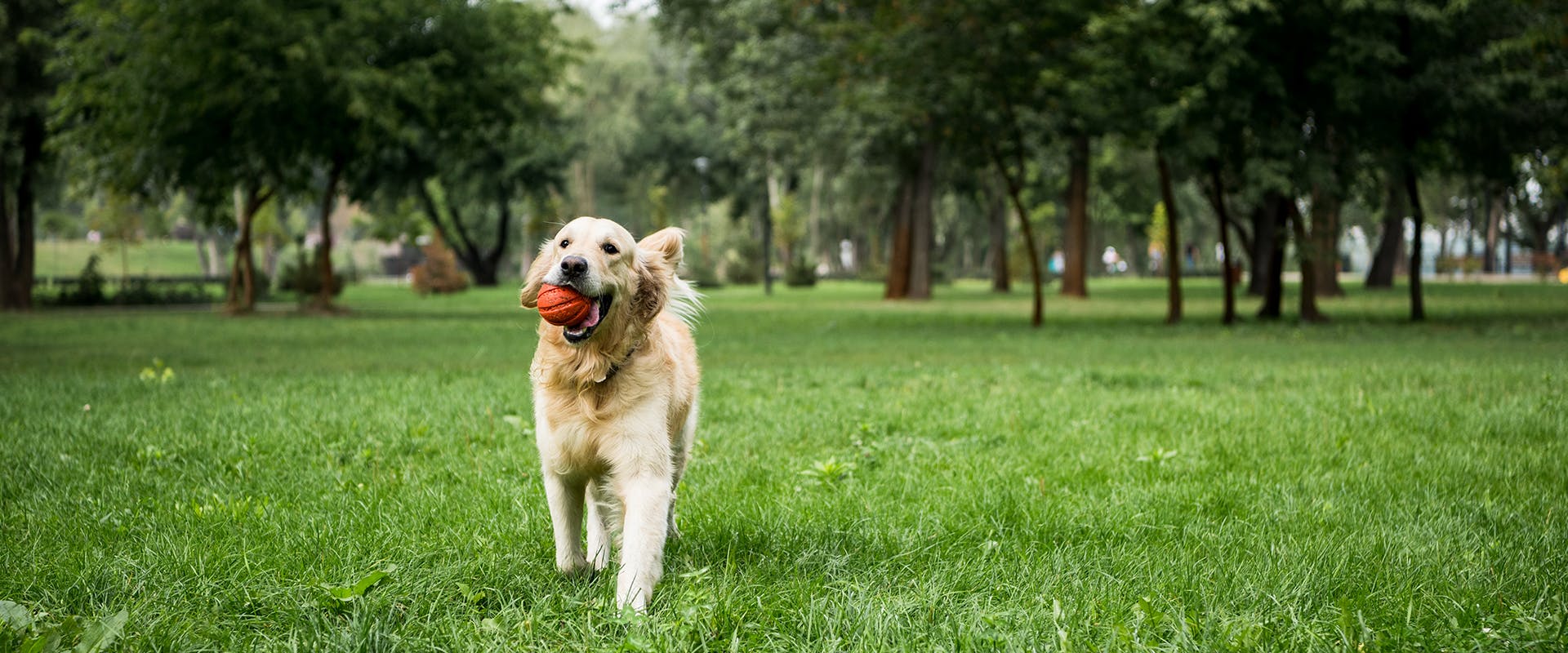 A dog running through a dog park with a red ball in its mouth