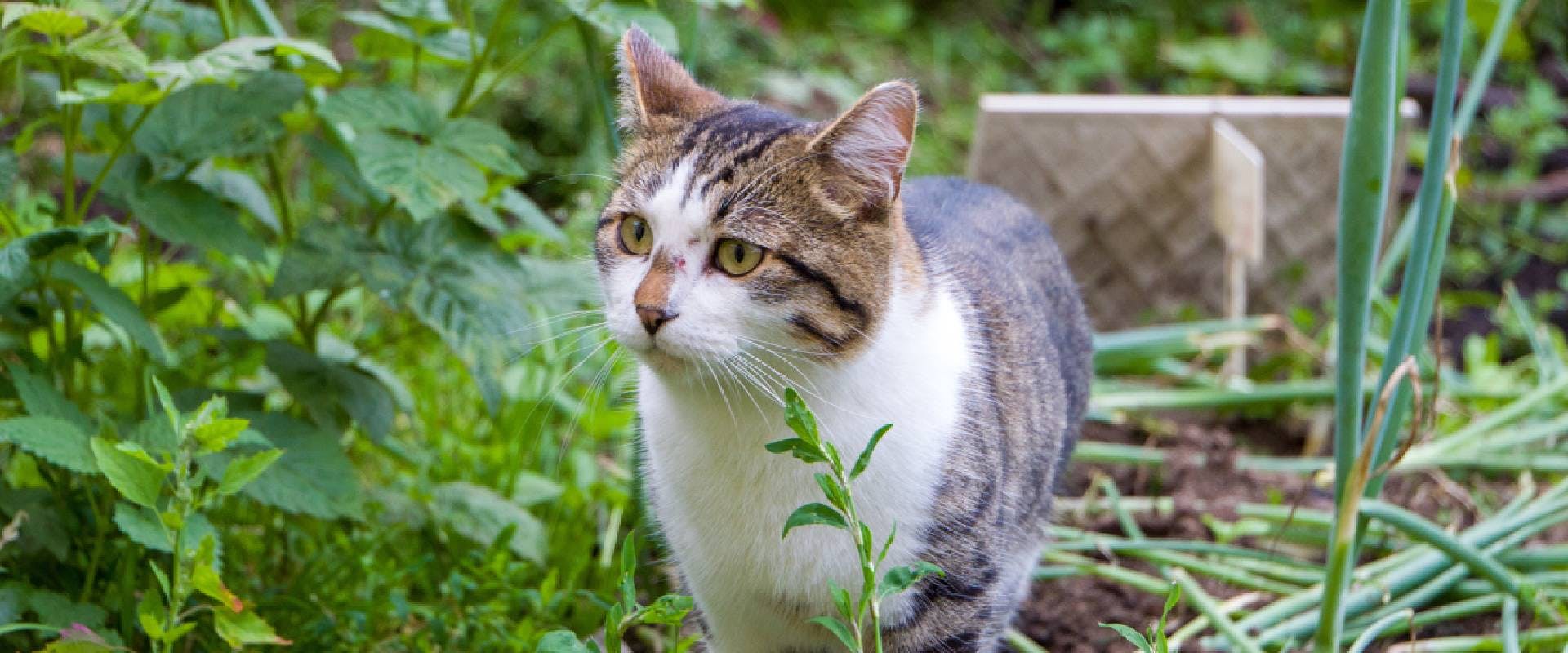 Cat walking around a garden growing green onions