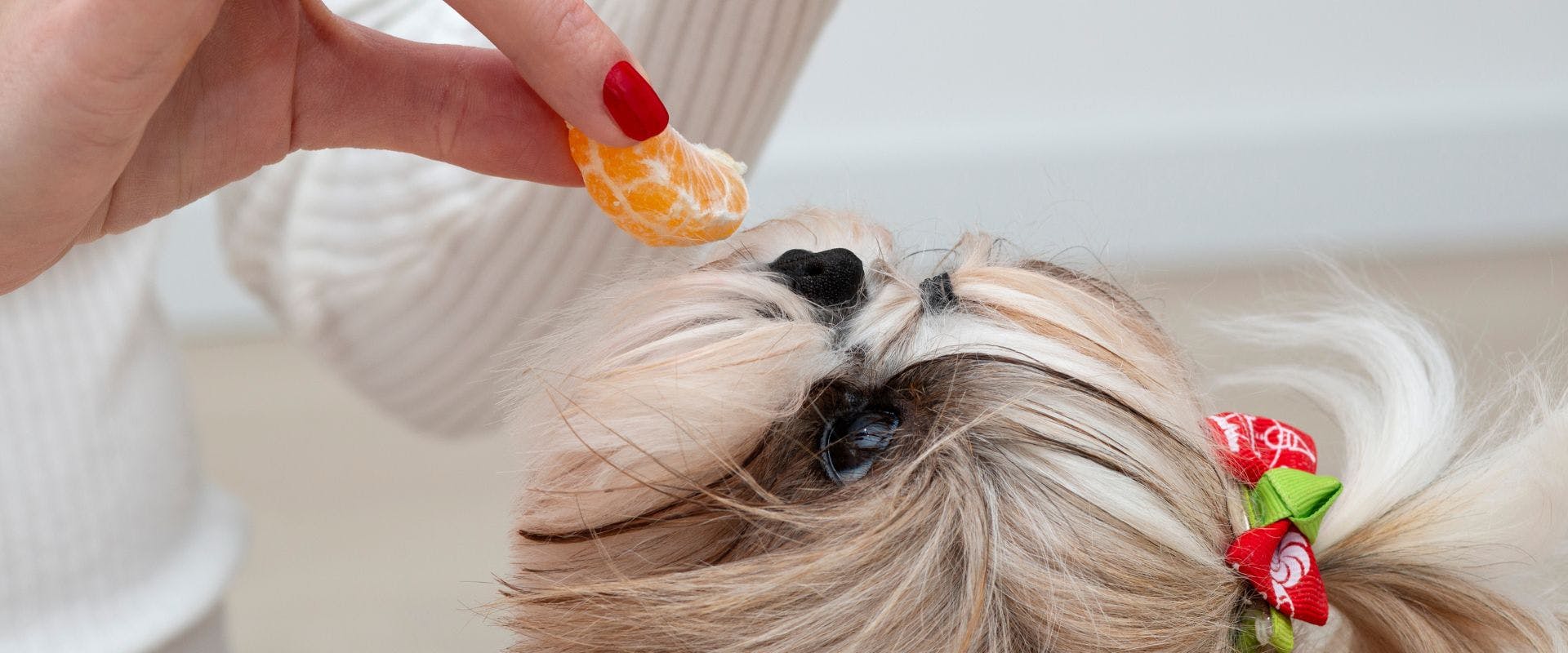 Small dog eating orange segments