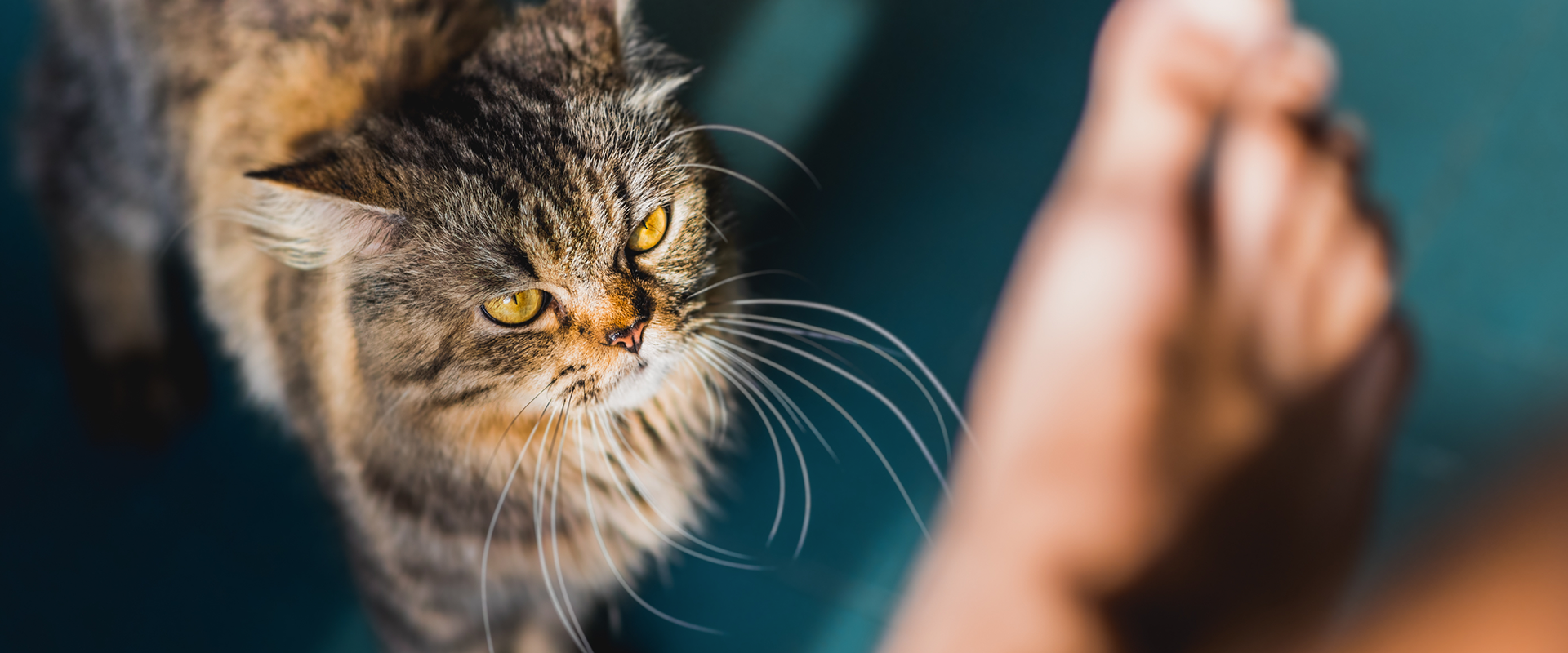 An irritated cat, looking displeased due to a bad smell
