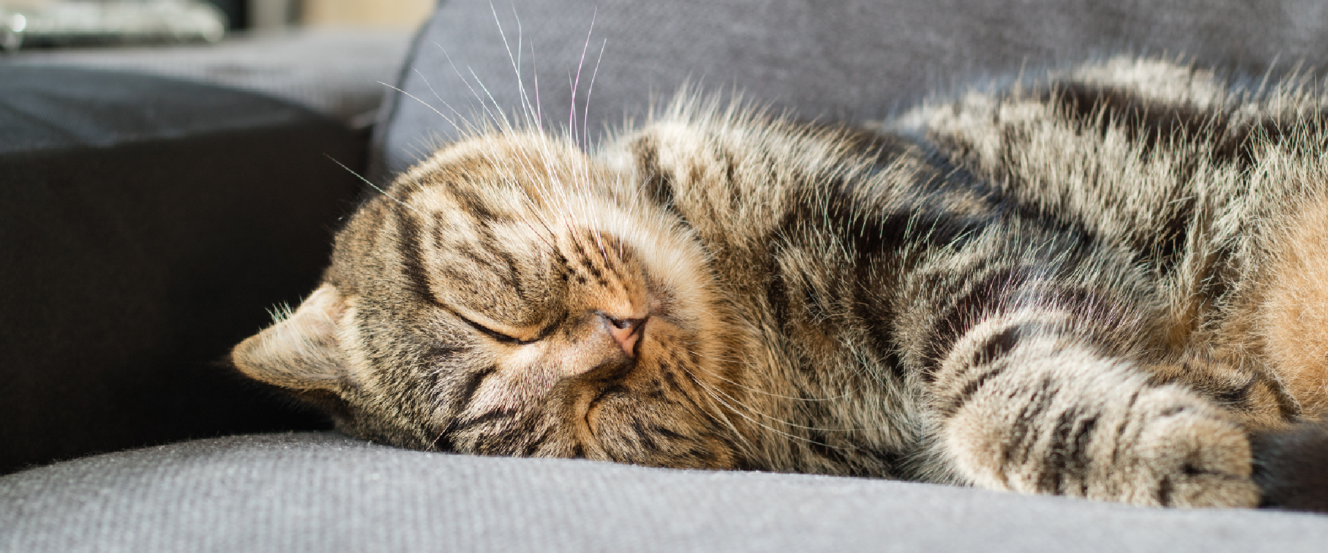 A cat lies on the sofa. 