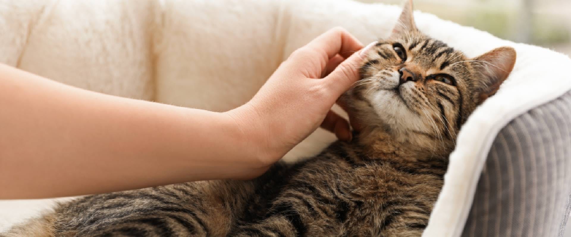 Person petting tabby cat