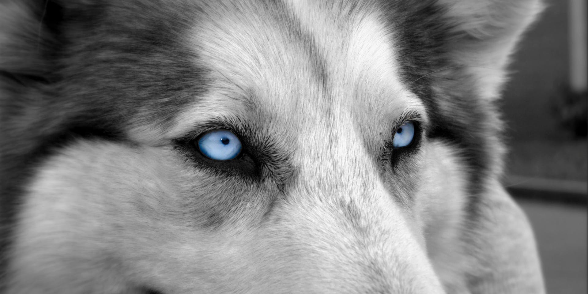 Close-up of blue eyed grey dog
