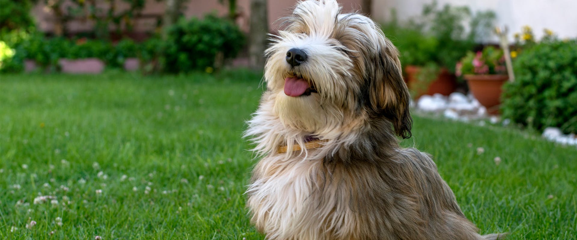 A happy looking Havanese dog sitting in a back yard