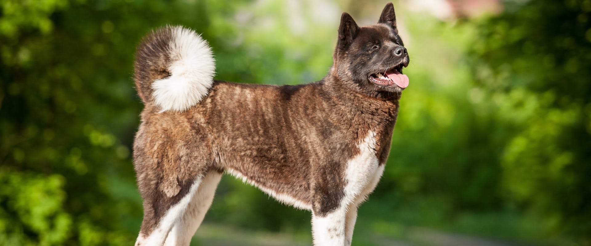 An American Akita stood outside in a park