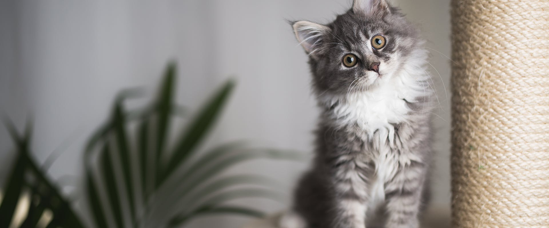 A fluffy gray kitten standing next to a scratching post