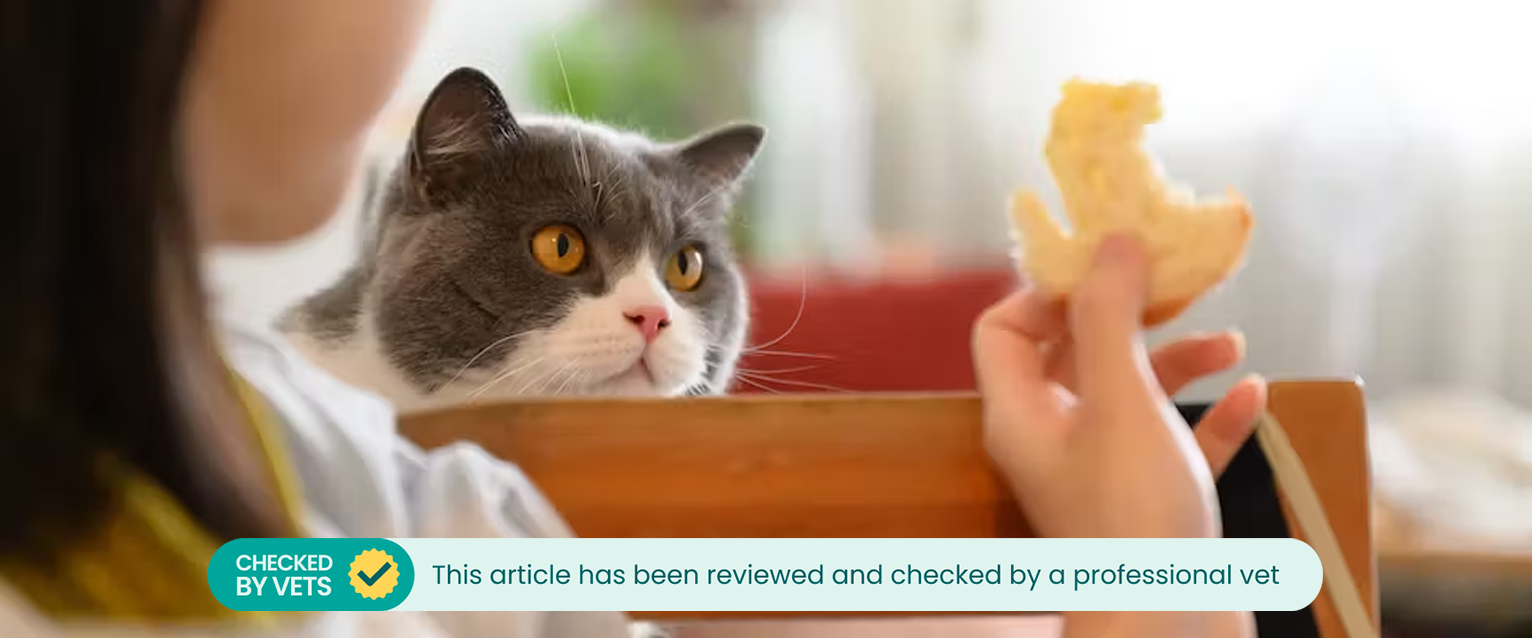 Can cats eat bread? A cat looking at a piece of white bread