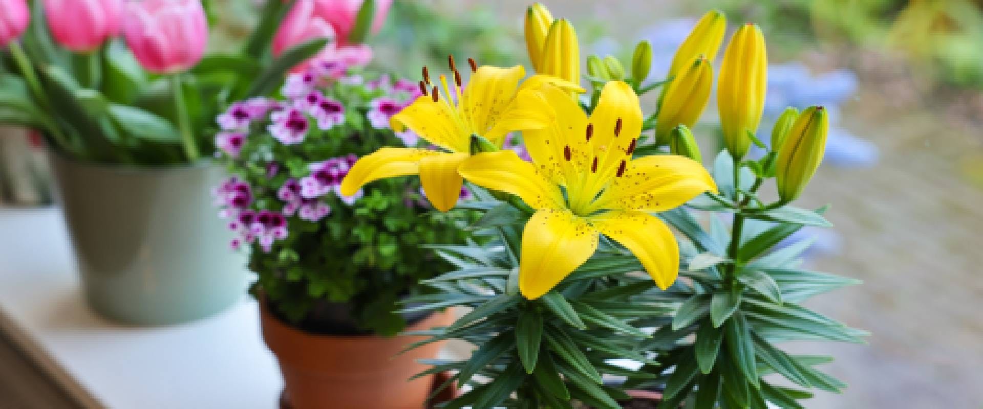 Yellow lilies in a pot next to other potted flowers